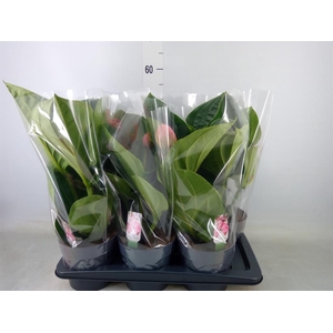 Medinilla magn. 'Flamenco'