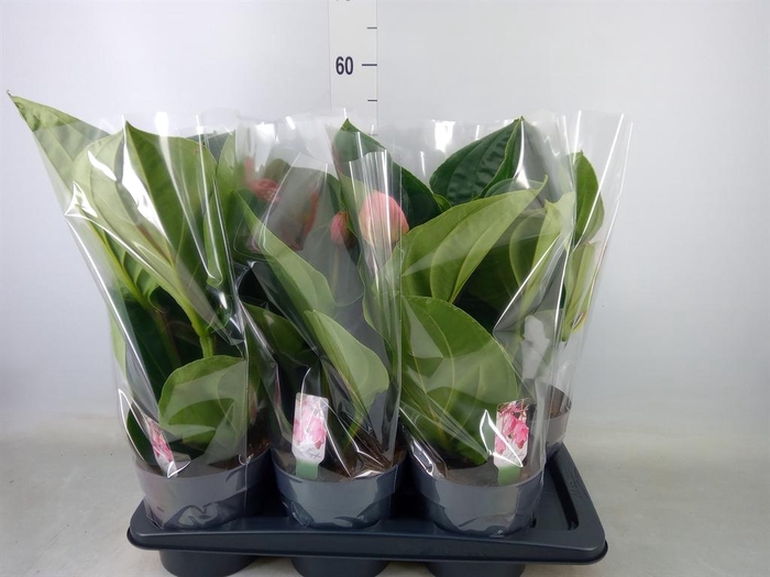 <h4>Medinilla magn. 'Flamenco'</h4>