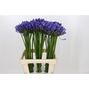 Agapanthus Uri