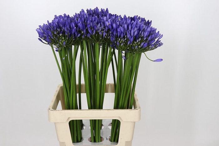 <h4>Agapanthus Uri</h4>