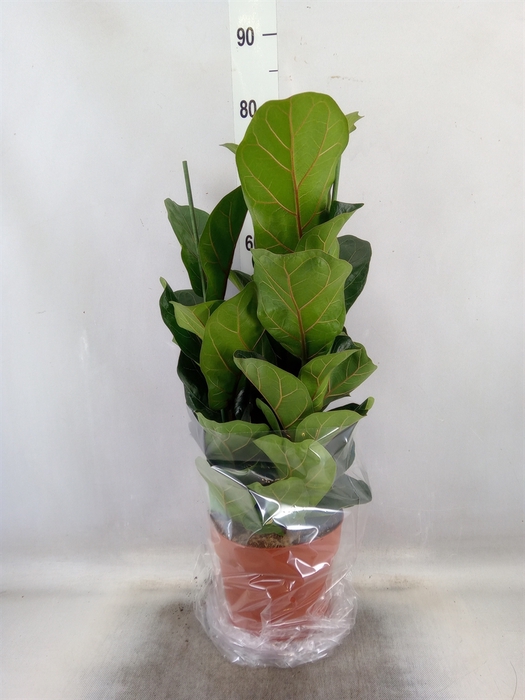 <h4>Ficus lyrata 'Bambino'</h4>