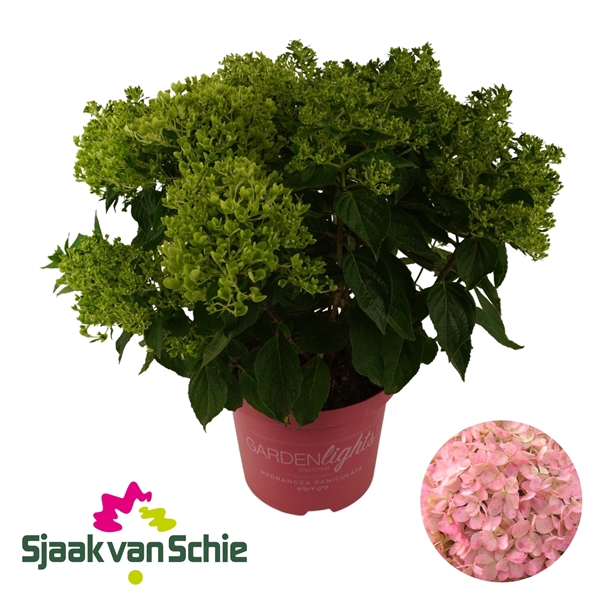 <h4>Hydrangea Paniculata Pinklight 7+</h4>