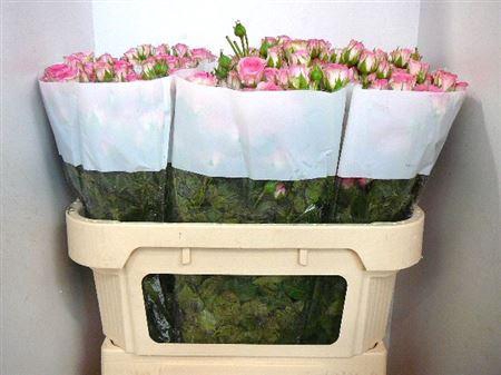 <h4>R Tr Tralala</h4>