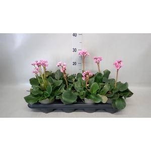 Bergenia cordifolia
