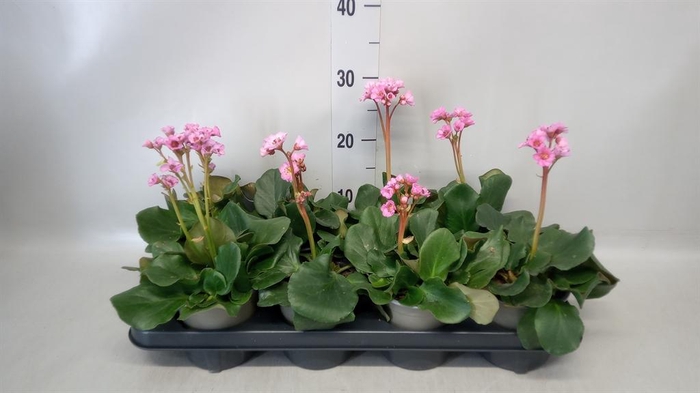 <h4>Bergenia cordifolia</h4>