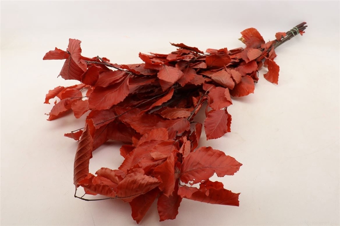 <h4>Bunch Fagus Preserved 150g L80</h4>