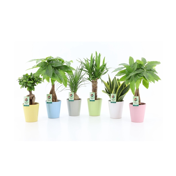 <h4>Easy to Care Mix in Pastel Keramiek</h4>