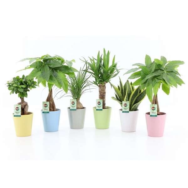 Easy to Care Mix in Pastel Keramiek