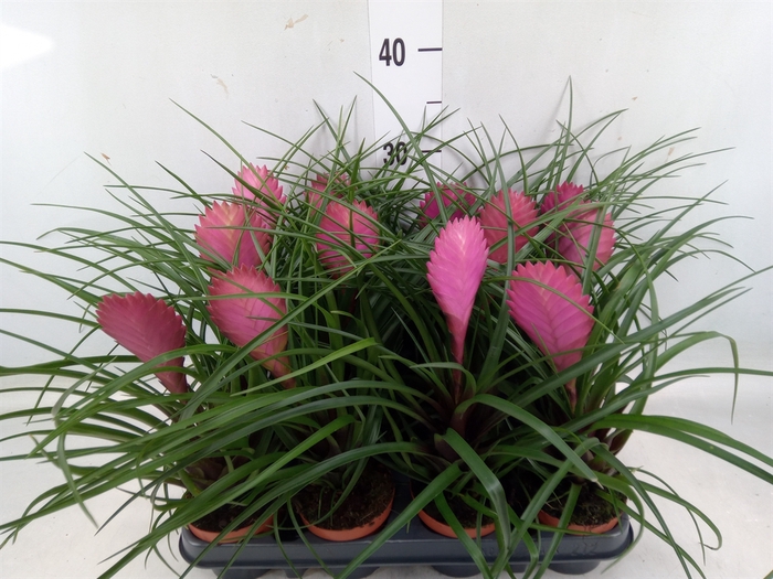 <h4>Tillandsia cyanea 'Anita'</h4>