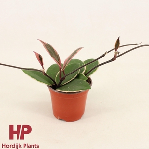 Hoya carnosa Flamingo Dream P9