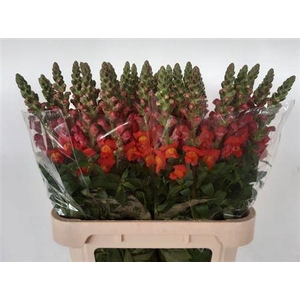 Antir Antib D Orange