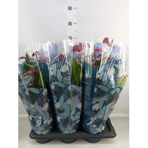 Anthurium andr. 'Pure Purple'