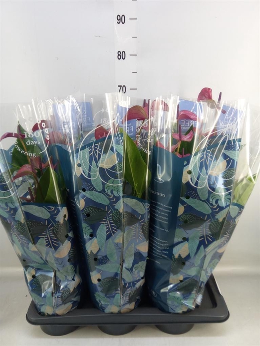 <h4>Anthurium andr. 'Pure Purple'</h4>