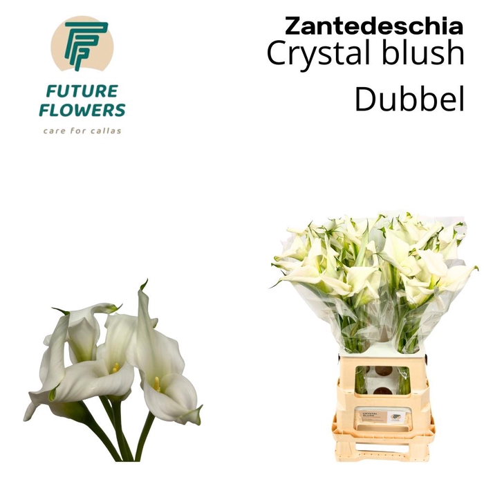 <h4>Zant Crystal Blush Double</h4>
