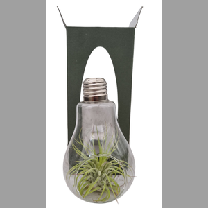 ARR TILLANDSIA