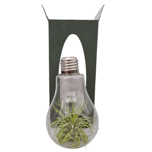 Arr Tillandsia