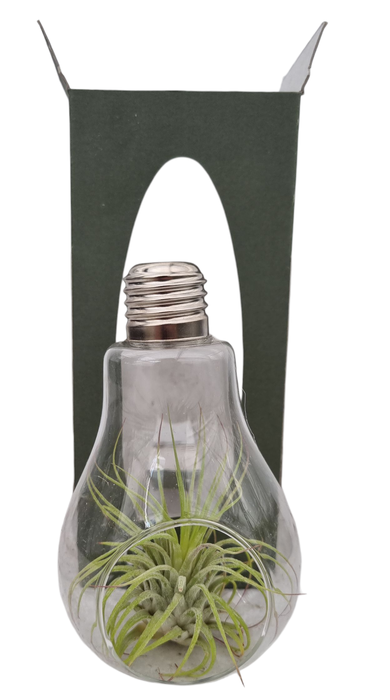 <h4>Tillandsia lamp glas gift package</h4>