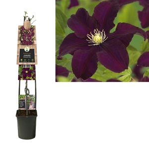 Clematis 'Warszawska Nike' +3.0 label