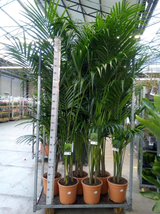 <h4>Howea forsteriana</h4>