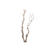 Syringa Branch Extra Benson