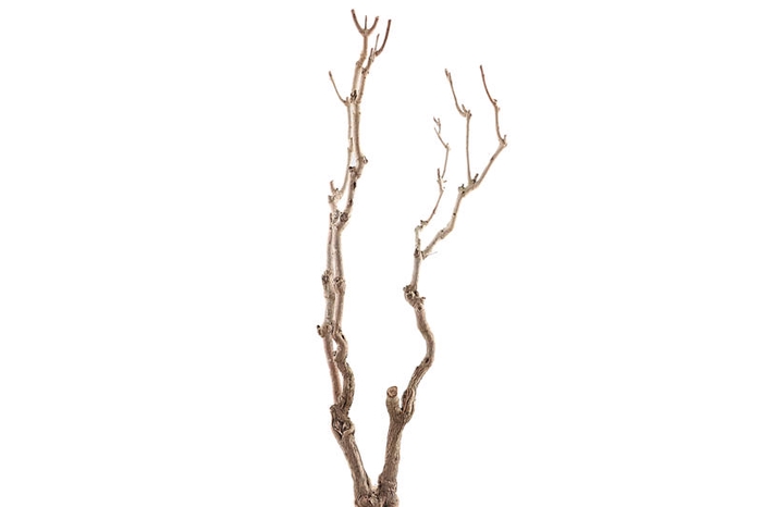 Syringa Branch Extra Benson