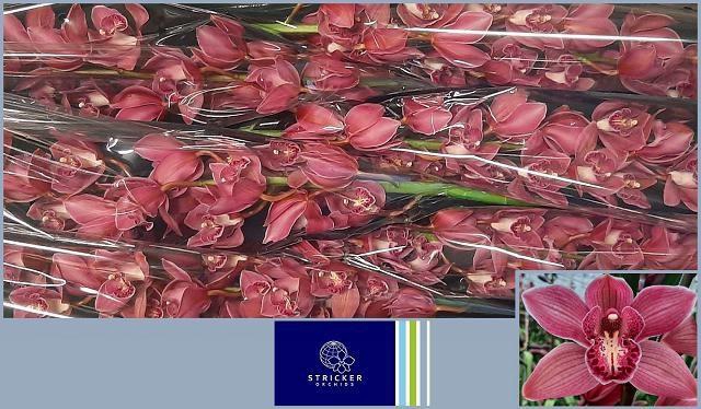 <h4>CYMB T TOLEDO</h4>