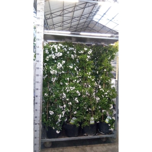 Solanum jasminoides