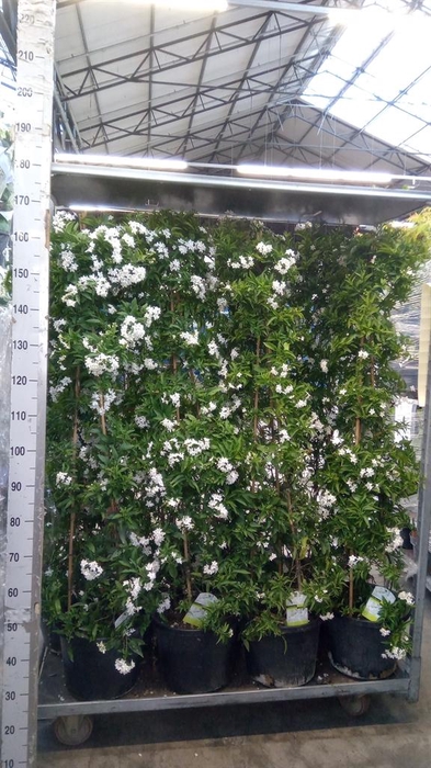 <h4>Solanum jasminoides</h4>
