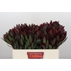 Leucadendron Saf Sunset Dark R.