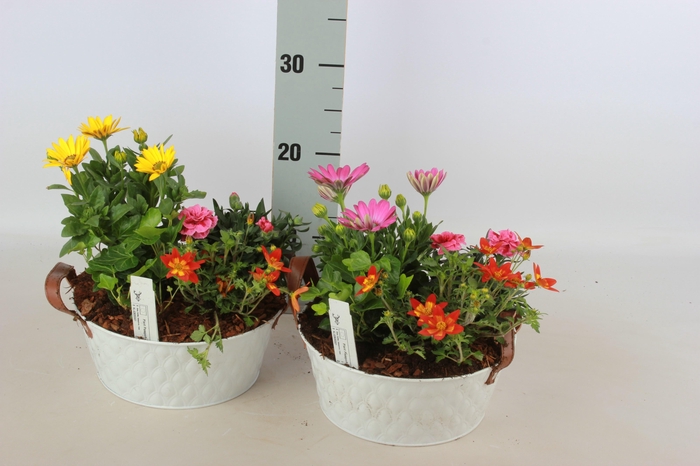 <h4>ARR TUINPLANTEN</h4>