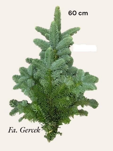 <h4>ABIES NOB BLAU BUND</h4>
