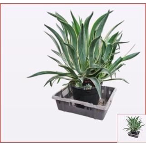 AGAVE OV