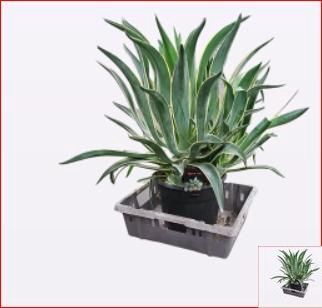 <h4>AGAVE OV</h4>