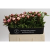 Paeonia Gardenia