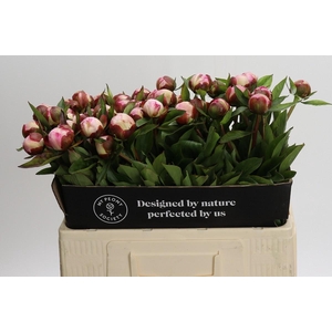 Paeonia Gardenia