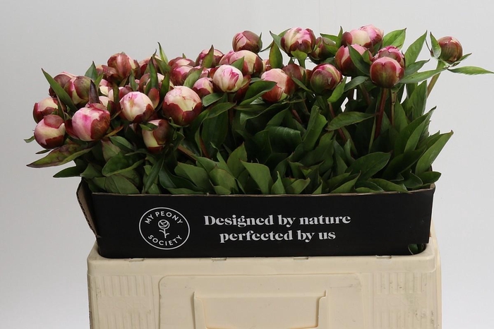 Paeonia Gardenia