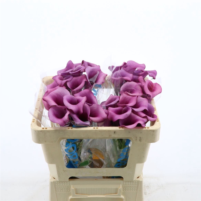 <h4>Calla Durban</h4>
