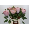 Protea Cynaroides