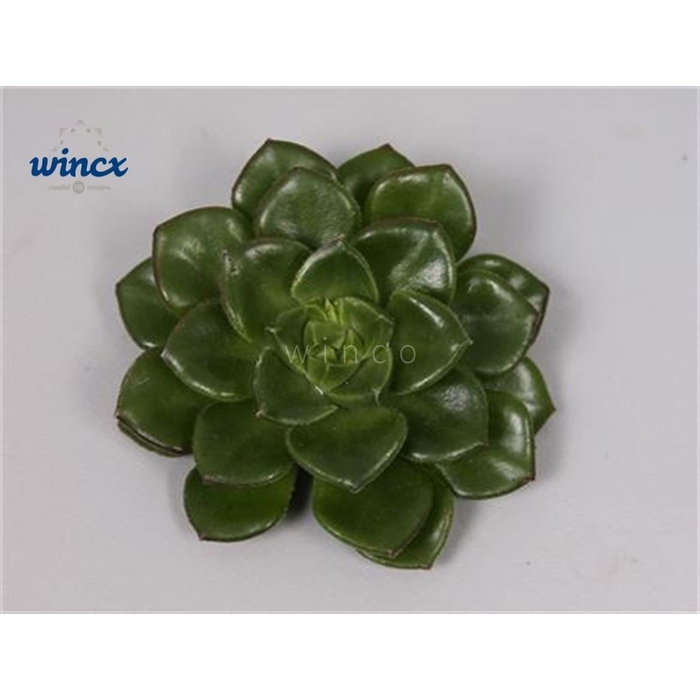 <h4>Echeveria Affinus Cutflower Wincx-5cm</h4>
