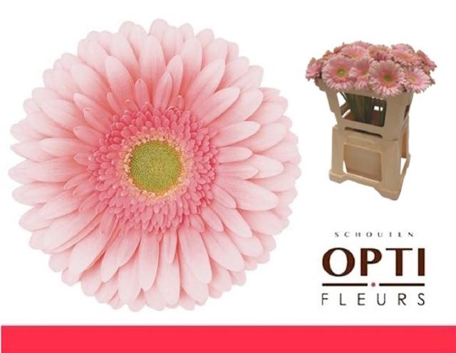 <h4>GE GR ROMELLA</h4>