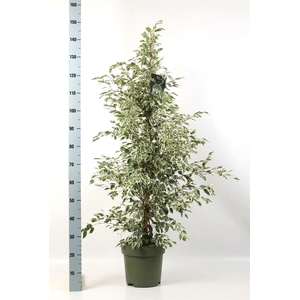 Ficus benja. 'Starlight'