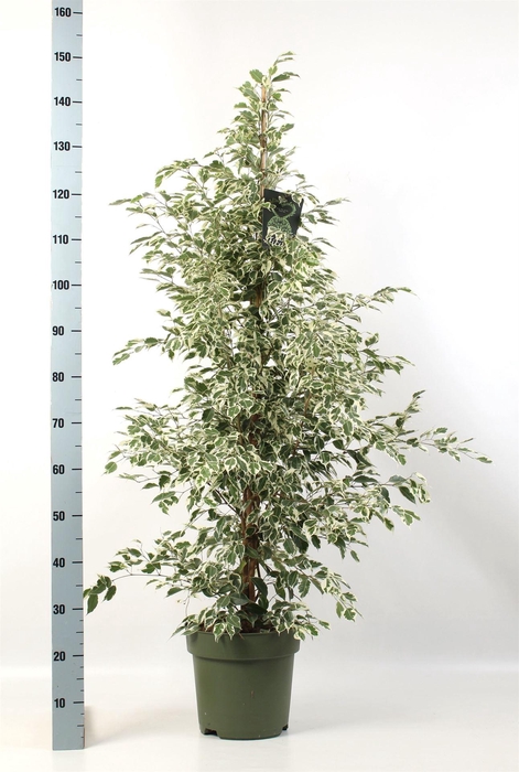 <h4>Ficus benja. 'Starlight'</h4>