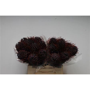 Leuco Klbh Aubergine