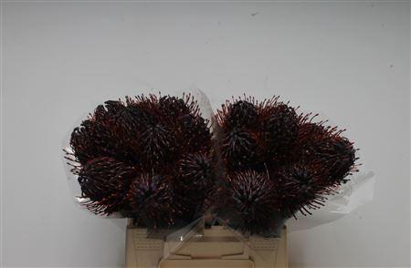 <h4>Leuco Klbh Aubergine</h4>