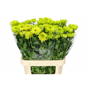 Chrysanthemum Gp Rossano Lime