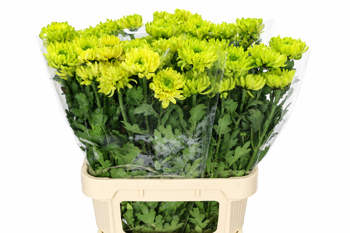 <h4>Chrysanthemum Gp Rossano Lime</h4>