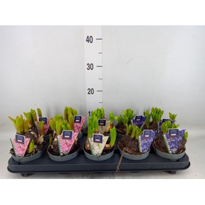 Hyacinthus orie. 'Multifl' ..mix 3
