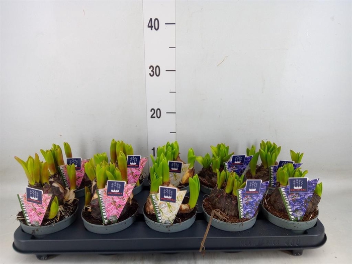 <h4>Hyacinthus orie. 'Multifl' ..mix 3</h4>