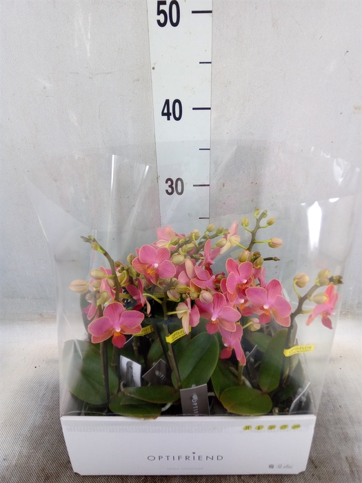 <h4>Phalaenopsis multi.   ...orange</h4>