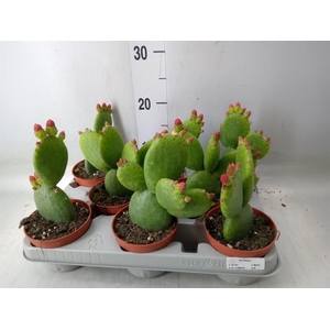 Opuntia